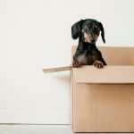 renting-a-storage-unit-dog-box