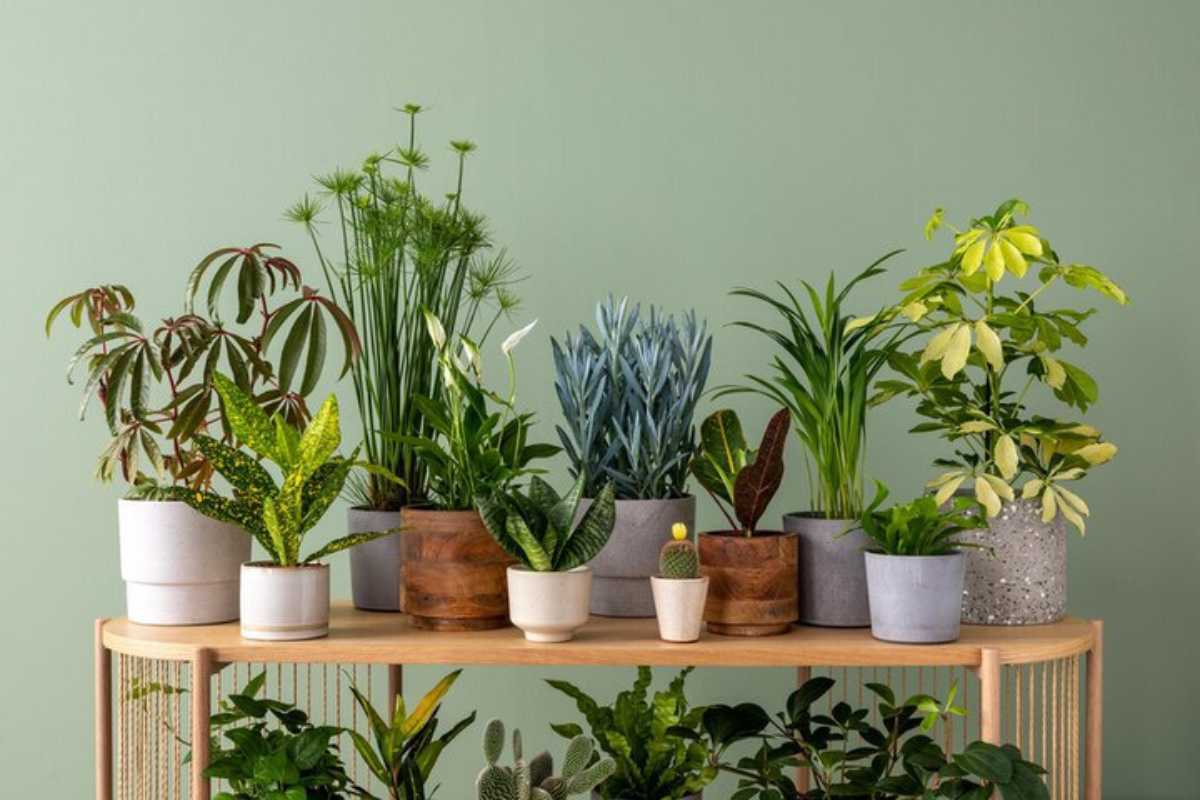 12 Best Indoor Plants For Your Health & Home